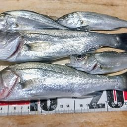 セイゴ（マルスズキ）