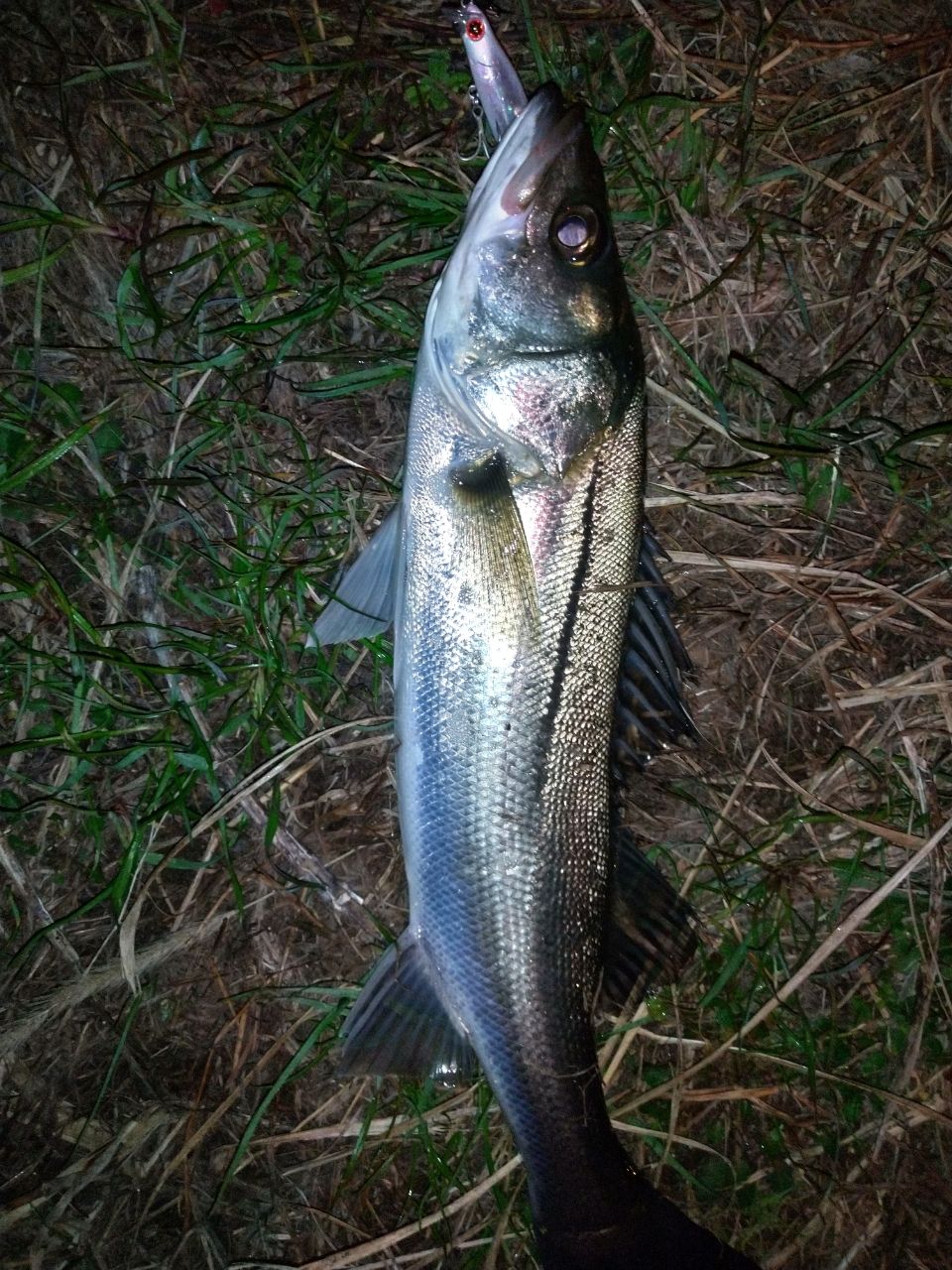 フッコ（マルスズキ）