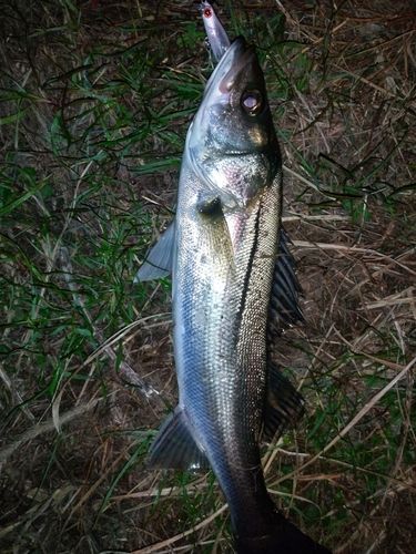フッコ（マルスズキ）の釣果