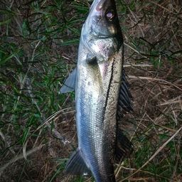 フッコ（マルスズキ）