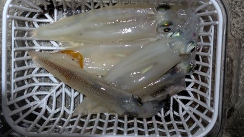 ヤリイカの釣果