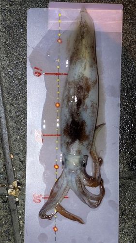 スルメイカの釣果