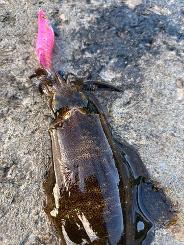 アオリイカの釣果