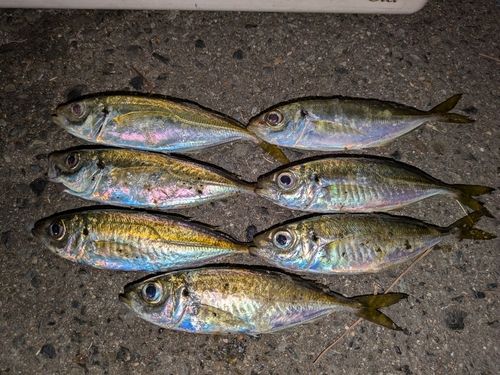 アジの釣果