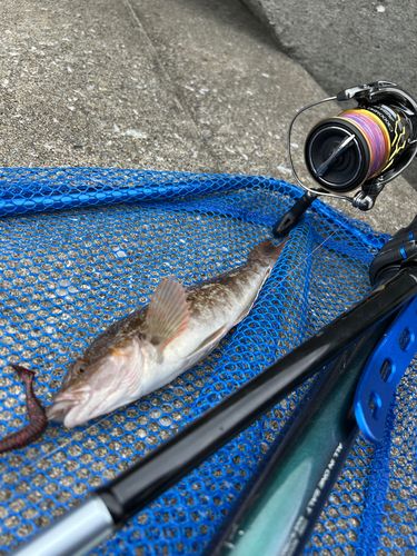 アイナメの釣果