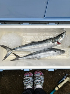 サワラの釣果