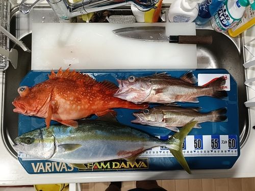 ウッカリカサゴの釣果