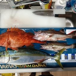 ウッカリカサゴ