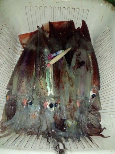 スルメイカの釣果