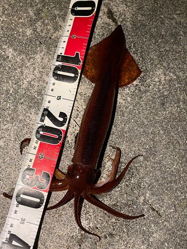 スルメイカの釣果