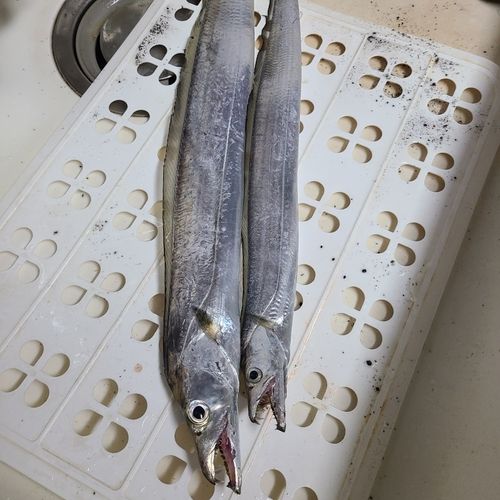 タチウオの釣果