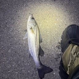 フッコ（ヒラスズキ）