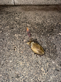 コウイカの釣果