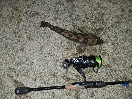 アイナメの釣果