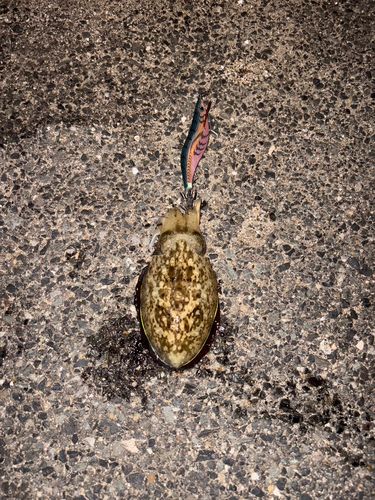 モンゴウイカの釣果