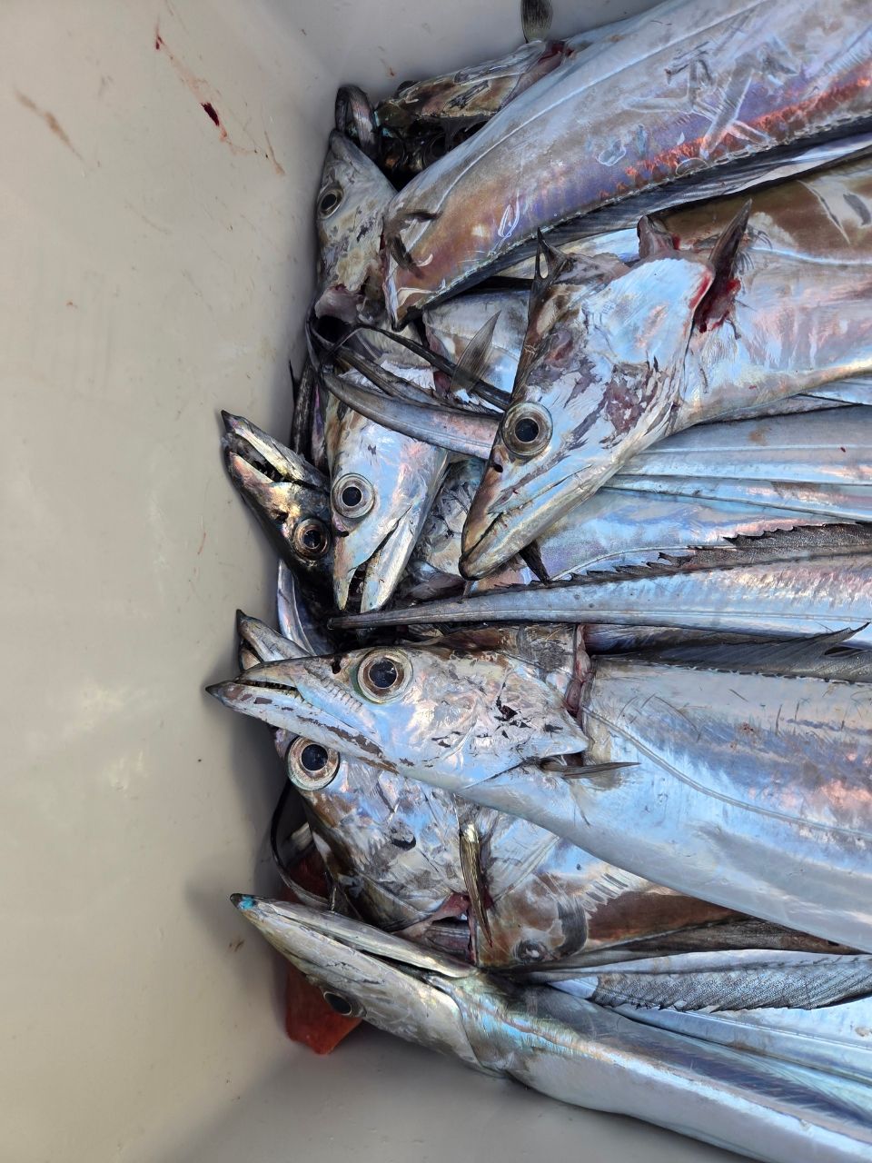 謎アングラ～Mさんの釣果 1枚目の画像