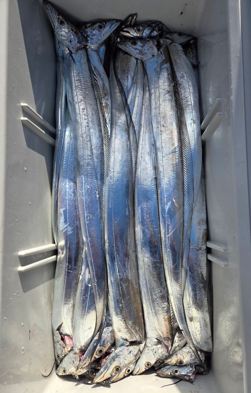 謎アングラ～Mさんの釣果 3枚目の画像