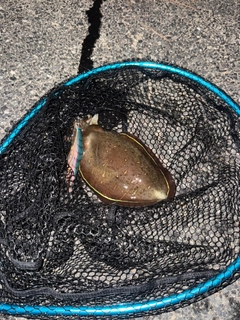 モンゴウイカの釣果