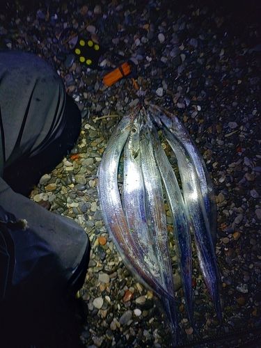 タチウオの釣果