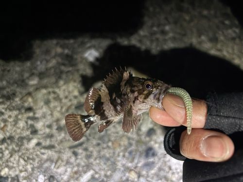 タケノコメバルの釣果