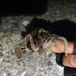 タケノコメバル