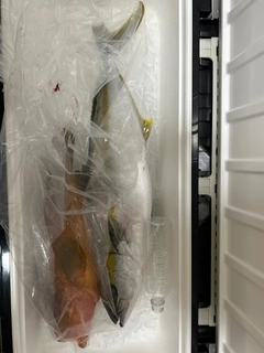 ヒラマサの釣果