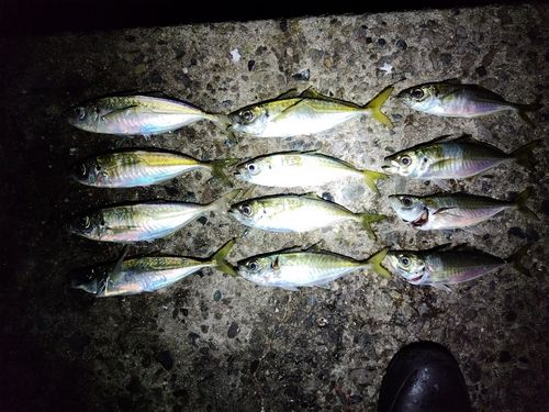 アジの釣果