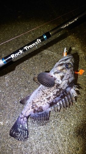 クロソイの釣果