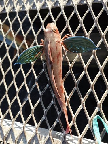 大黒海づり施設