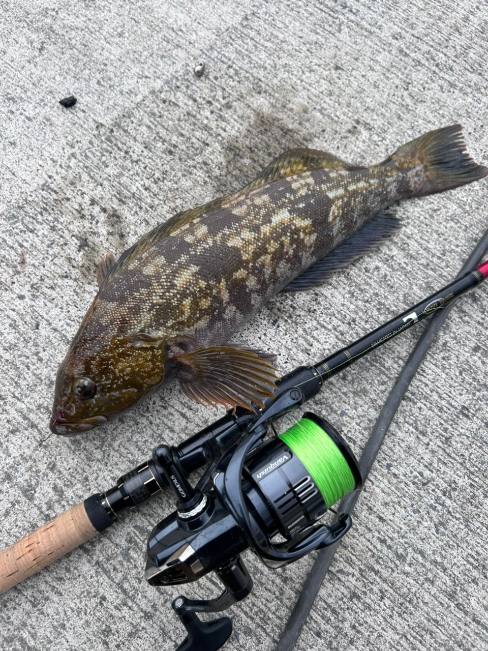 AbuGarcia エラディケーター ロックスイーパー ERSS-811MHの最安値