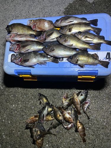メバルの釣果