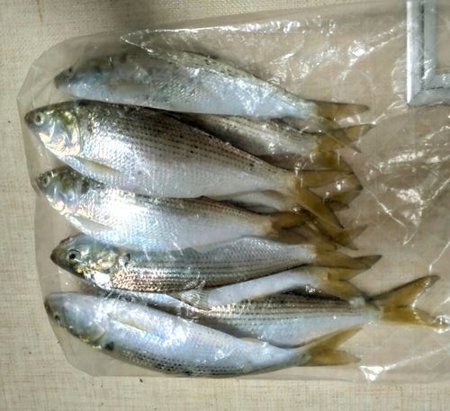 コノシロの釣果