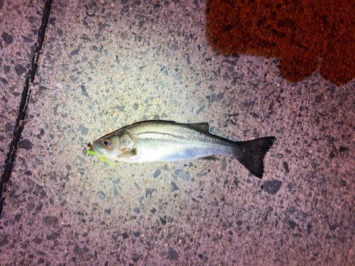 セイゴ（タイリクスズキ）の釣果