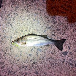 セイゴ（タイリクスズキ）