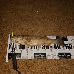 フッコ（マルスズキ）