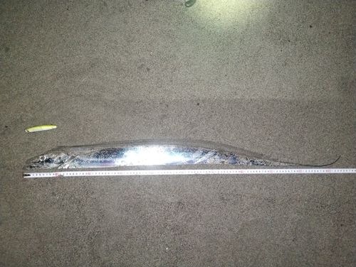 タチウオの釣果