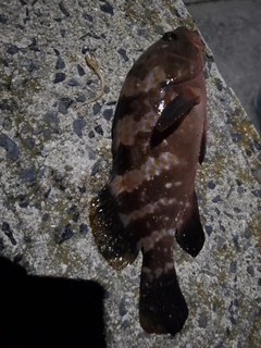 キジハタの釣果