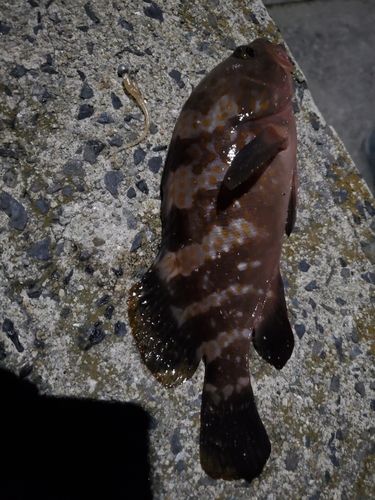 キジハタの釣果