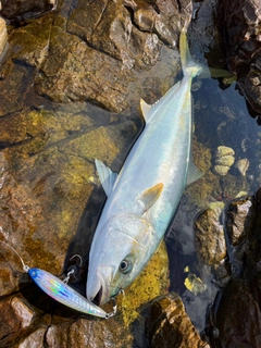 ヒラマサの釣果