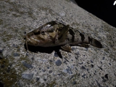 タケノコメバルの釣果