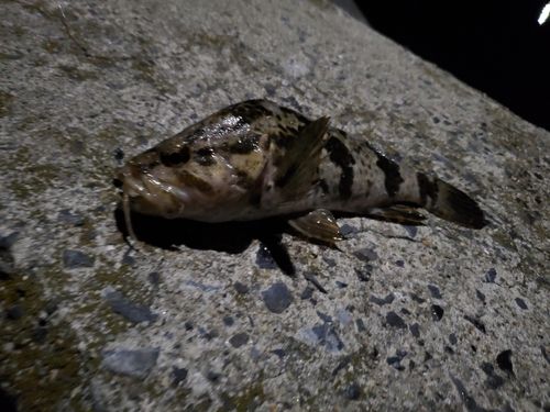 タケノコメバルの釣果