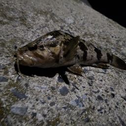 タケノコメバル