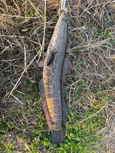 ライギョの釣果