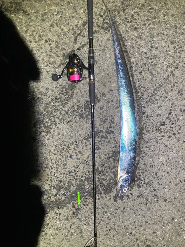 タチウオの釣果