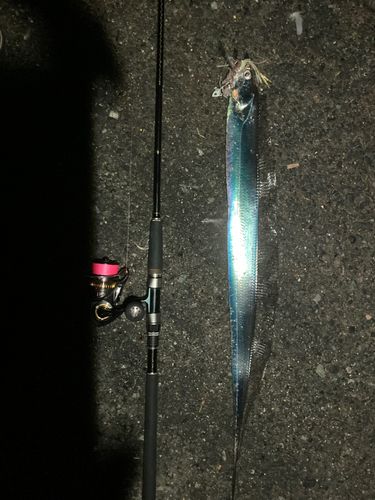 タチウオの釣果