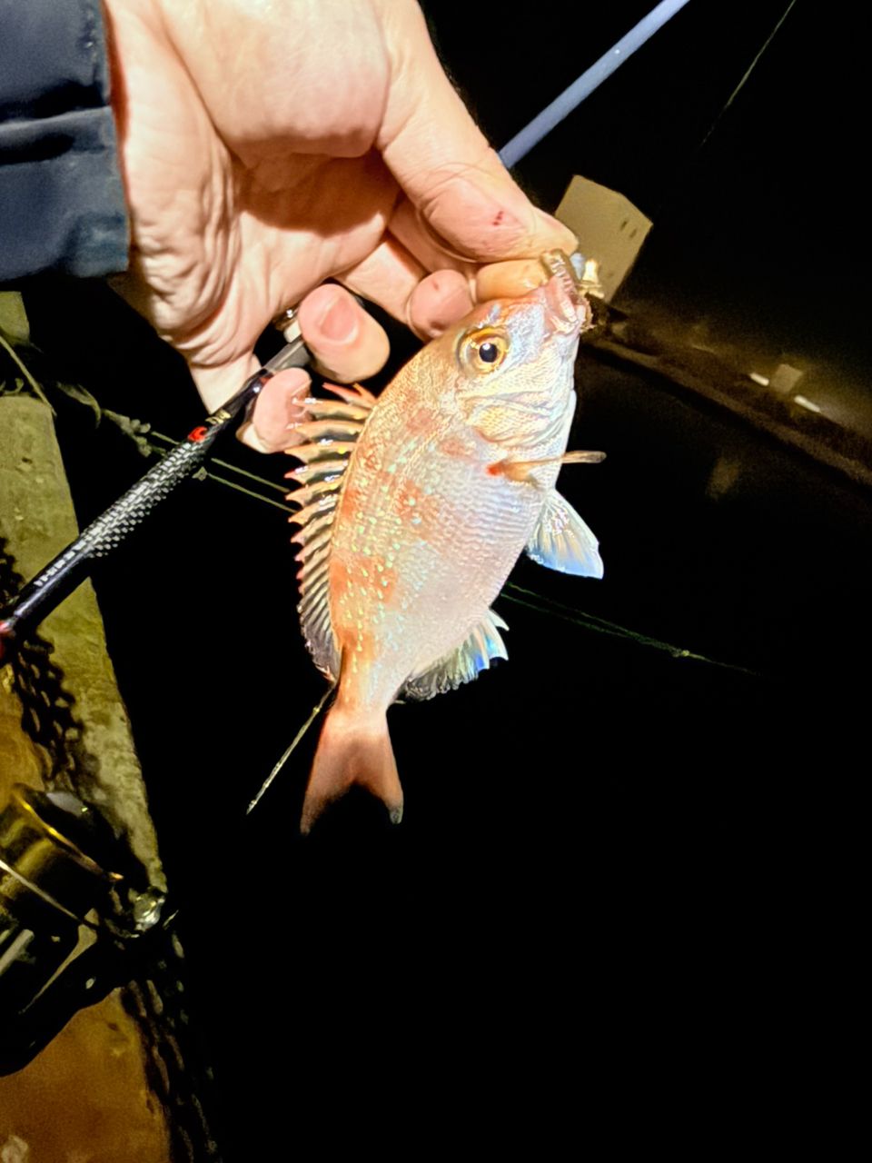 DAIWA 21月下美人 MX 74UL-S・Nの最安値・インプレ・釣果 | 本音の