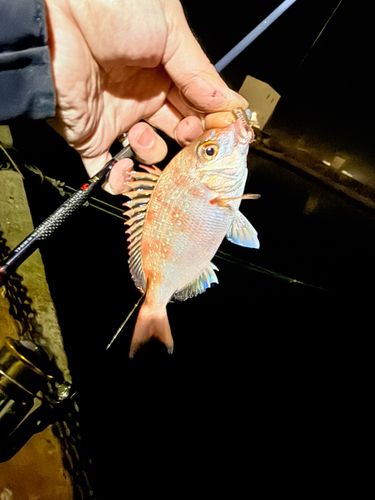 チャリコの釣果