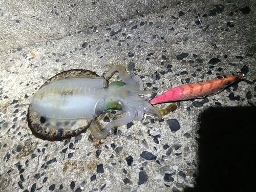 アオリイカの釣果
