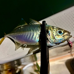 マアジの釣果