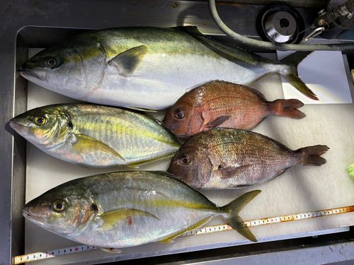 シマアジの釣果